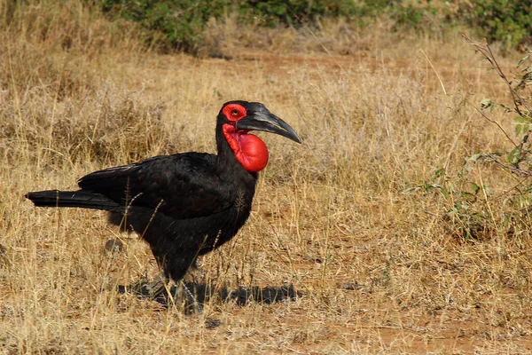 Kaffernhornrabe Southern Ground Hornbill Bucorvus Leadbeateri — стоковое фото