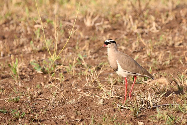 Kronenkiebitz Pluvier Couronné Vanellus Coronatus — Photo