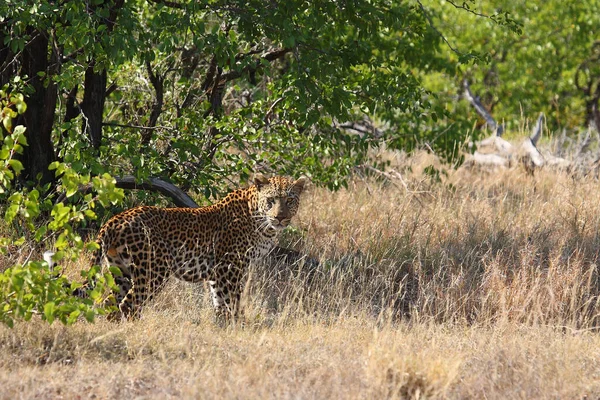Leopard Leopard Panthera Pardus — Stock Photo, Image