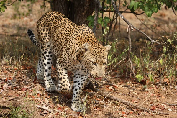 Leopard Leopard Panthera Pardus — Foto de Stock