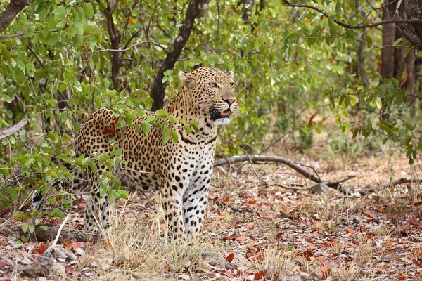 Leopard Leopard Panthera Pardus — стокове фото