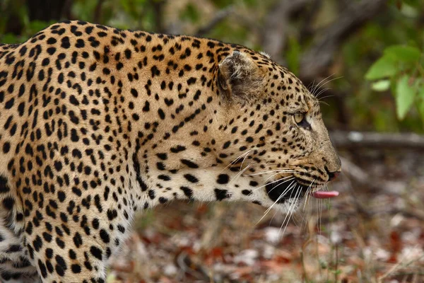 Leopard Leopard Panthera Pardus — Φωτογραφία Αρχείου