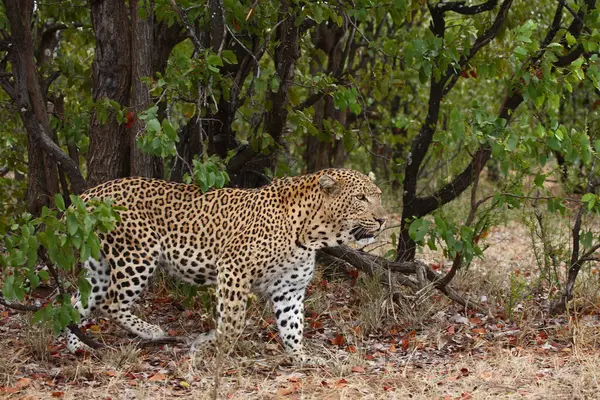 Leopard Leopard Panthera Pardus — Fotografia de Stock