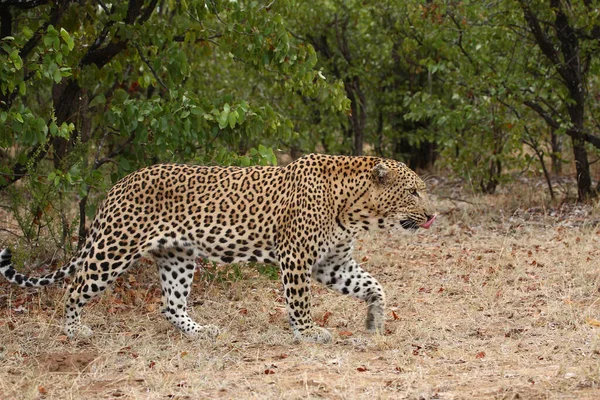 Leopard Leopard Panthera Pardus — Foto de Stock