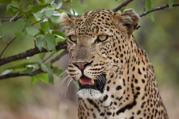 Leopard Leopard Panthera Pardus — Stock Fotó