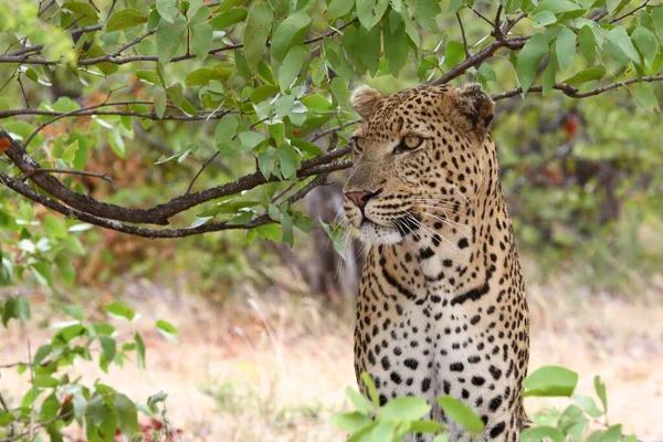 Leopard Leopard Panthera Pardus — Stock Fotó