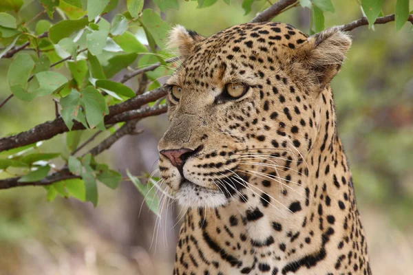 Leopard Leopard Panthera Pardus — 스톡 사진