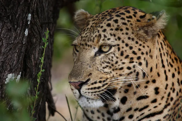 Leopard Leopard Panthera Pardus — 图库照片