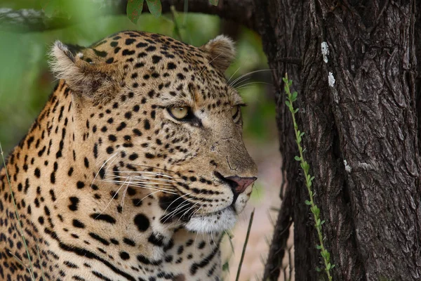 Leopard Leopard Panthera Pardus — Fotografia de Stock