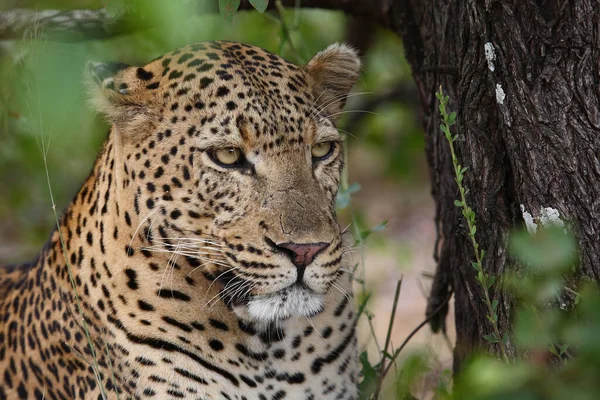 Leopard Leopard Panthera Pardus — Stockfoto