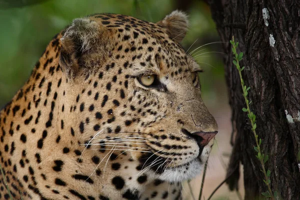 Leopard Leopard Panthera Pardus — Fotografia de Stock