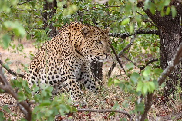 Leopard Leopard Panthera Pardus — Fotografia de Stock