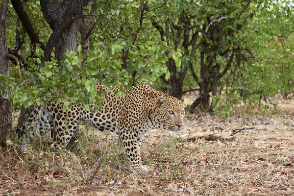 Leopard Leopard Panthera Pardus — Fotografia de Stock