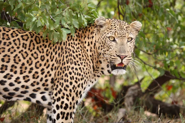 Leopard Leopard Panthera Pardus — 스톡 사진