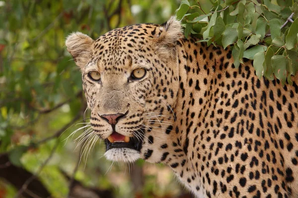 Leopard Leopard Panthera Pardus — Stock Fotó