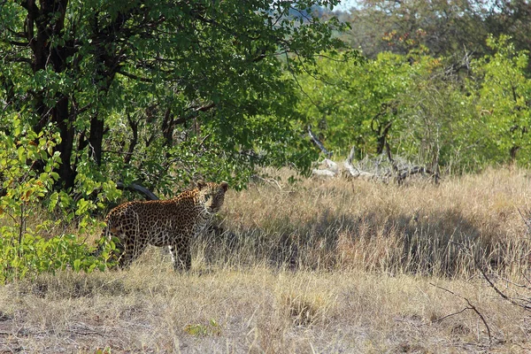 Leopard Leopard Panthera Pardus — Stock Photo, Image