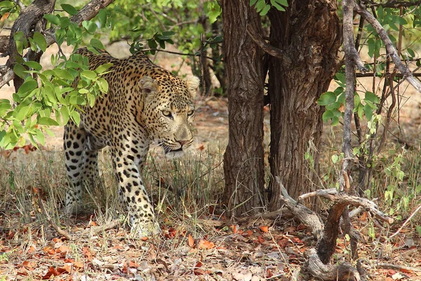Leopard Leopard Panthera Pardus — Foto de Stock