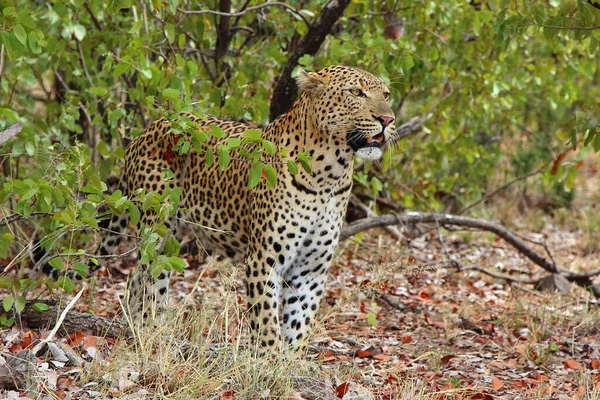 Leopard Leopard Panthera Pardus — Stock Fotó