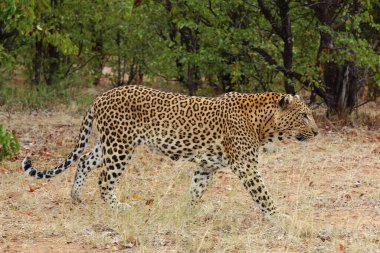 Leopard / Leopard / Panthera pardus