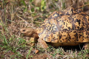 Leopar Çocuk Kroketi / Leopar Kaplumbağa / Geochelone Pardalis