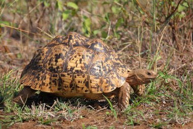 Leopar Çocuk Kroketi / Leopar Kaplumbağa / Geochelone Pardalis
