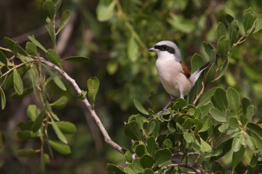 Neuntoeter / Kırmızı Sırtlı Örümcekkuşu / Lanius cullurio