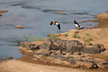 Nilgans / Egyptian goose / Alopochen aegyptiacus