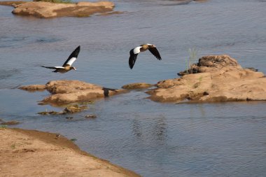 Nilgans / Egyptian goose / Alopochen aegyptiacus