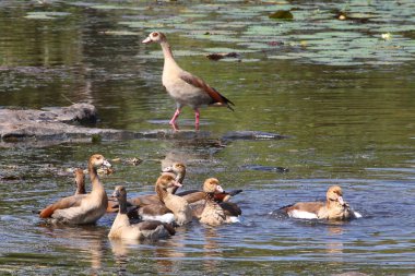 Nilgans / Egyptian goose / Alopochen aegyptiacus