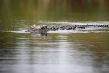 Nilkrokodil / Nile crocodile / Crocodylus niloticus