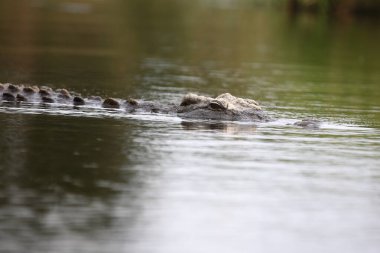 Nilkrokodil / Nile crocodile / Crocodylus niloticus