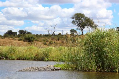 Nilkrokodil / Nile crocodile / Crocodylus niloticus