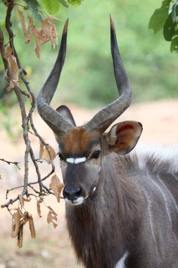 Nyala / Nyala / Tragelaphus angasii
