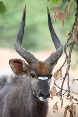 Nyala / Nyala / Tragelaphus angasii