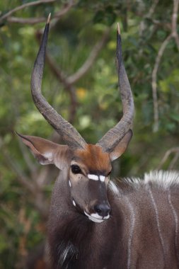 Nyala / Nyala / Tragelaphus angasii