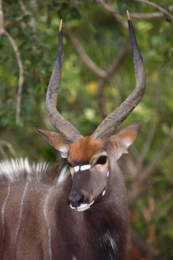 Nyala / Nyala / Tragelaphus angasii