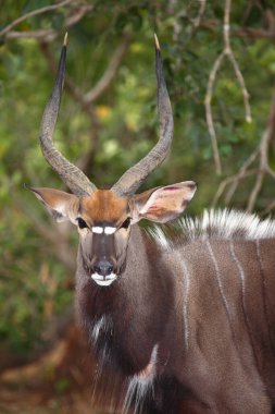 Nyala / Nyala / Tragelaphus angasii