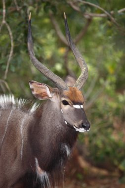Nyala / Nyala / Tragelaphus angasii