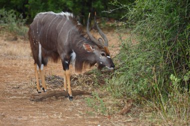 Nyala / Nyala / Tragelaphus angasii