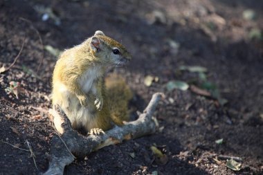 Ockerfussbuschhoernchen / Tree Squrel / Paraxerus cepapi