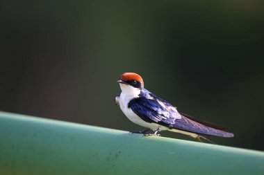Rauchschwalbe / Barn Kırlangıcı veya Avrupa Kırlangıcı / Hirundo rustica