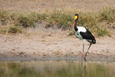 Sattelstorch / Saddle gagalı leylek / Ephippiorhynchus senegalensis