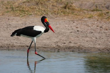 Sattelstorch / Saddle gagalı leylek / Ephippiorhynchus senegalensis