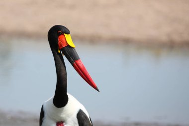 Sattelstorch / Saddle gagalı leylek / Ephippiorhynchus senegalensis