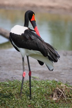 Sattelstorch / Saddle gagalı leylek / Ephippiorhynchus senegalensis