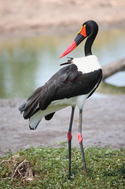 Sattelstorch / Saddle gagalı leylek / Ephippiorhynchus senegalensis