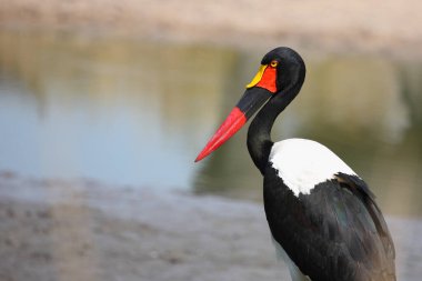 Sattelstorch / Saddle gagalı leylek / Ephippiorhynchus senegalensis