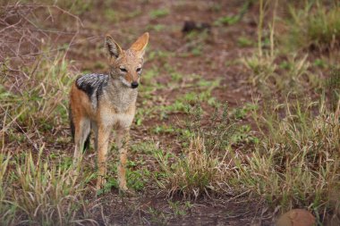 Schabrackenschakal / Black-back jackal / Canis mesomelas