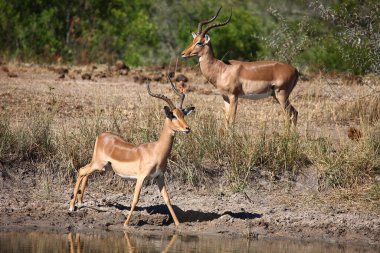 Schwarzfersenantilope / Impala / Aepyceros melampus