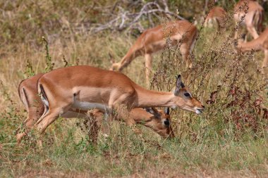 Schwarzfersenantilope / Impala / Aepyceros melampus